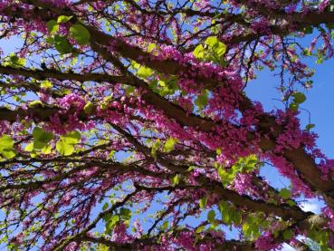 Cercis siliquastrum - Judasträd