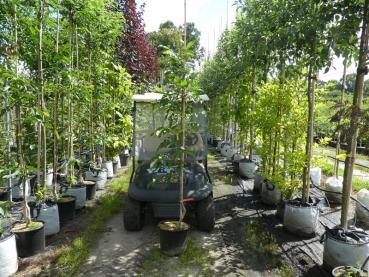 Valnöt Fernor - Juglans regia Fernor