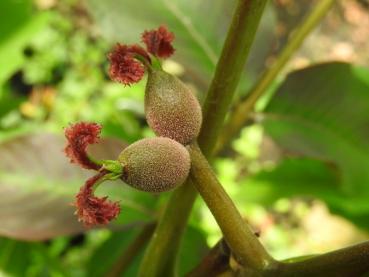 Blüte der Juglans regia Franquette