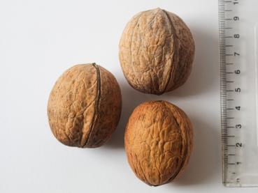 Juglans regia Diamin - Walnuss Diamin