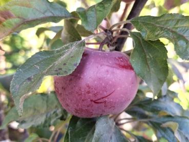 Heranreifender Apfel Kleiner Roter Ende August