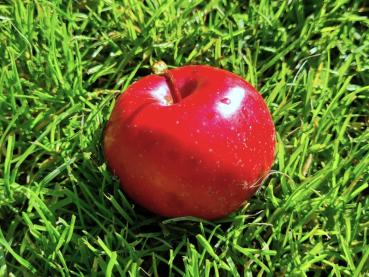 Reifer Apfel Kleiner Roter im September