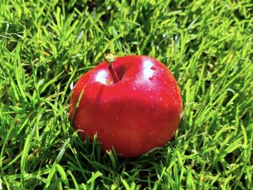 Rotfruchtiger Apfel Kleiner Roter