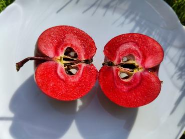 Apfel Kleiner Roter mit leckerem, rotem Fruchtfleisch
