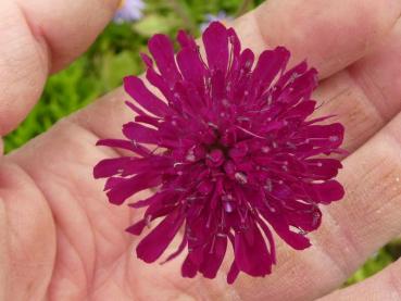 Große, weinrote Blüte der Mazedonischen Witwenblume