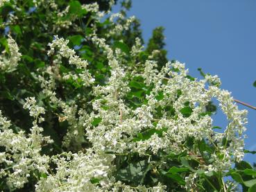 Polygonum aubertii