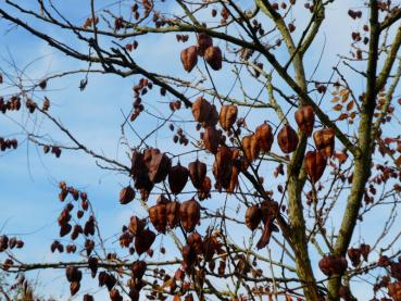 Lampionbaum mit zierenden Früchten im Winter