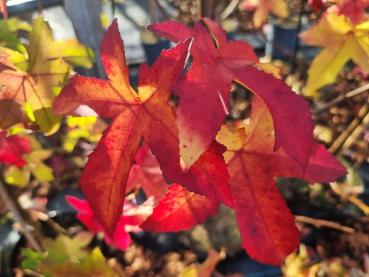 Liquidambar styraciflua Lane Roberts - Amberbaum Lane Roberts