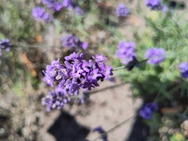 Lila Blüten des Lavendel Hidcote im Juli