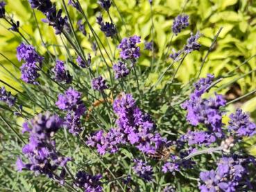 Reichblühender Lavendel Hidcote