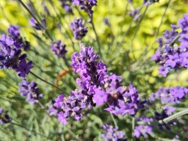 Lilablühender Lavendel Hidcote