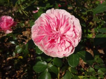 Rosa Leonardo da Vinci®