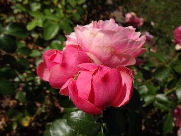 Rosa Leonardo da Vinci®