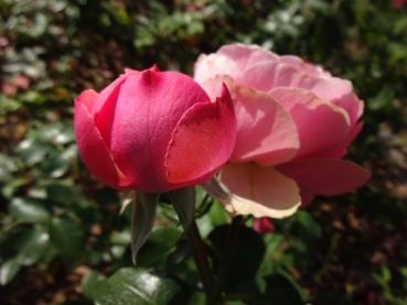 Rosa Leonardo da Vinci®