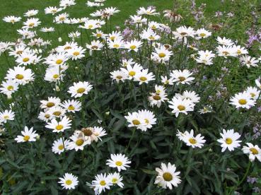 .Leucanthemum Polaris - Sommer-Margerite Polaris