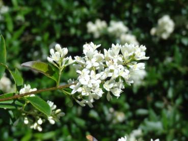 Die weiße Blütenrispe des einheimischen Ligustrum vulgare