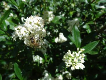 Ligustrum vulgare wird gerne von Insekten angeflogen