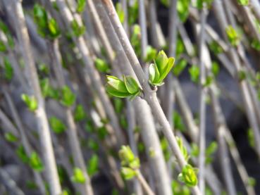 Frischer Austrieb vom Ligustrum vulgare