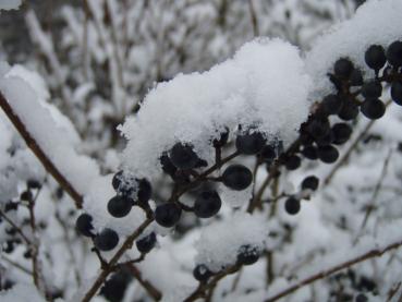 Einheimischer Liguster, Rainweide zeigt Winterzierde