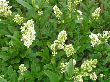 Ligustrum vulgare - Einheimischer Liguster, Rainweide