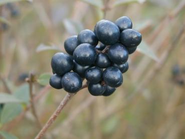 Zierende Beeren der einheimischen Heckenpflanze Liguster