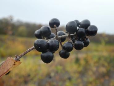 Einheimischer Liguster - schwarze Beeren im Herbst