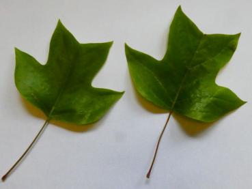 Säulen-Tulpenbaum Ardis - Liriodendron tulipifera Ardis