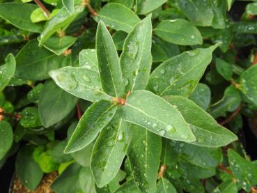 Maibeere Atut - Lonicera caerulea var. kamtschatica Atut