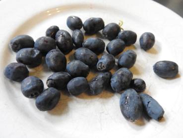 Früchte der Lonicera caerulea var. kamtschatica Atut