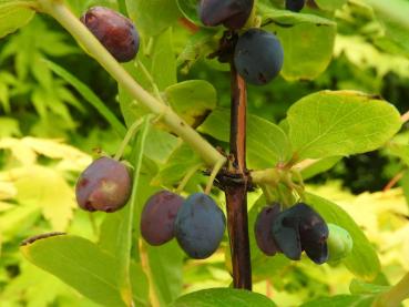 Lonicera caerulea Bergsaphir - Blaue Heckenkirsche Bergsaphir