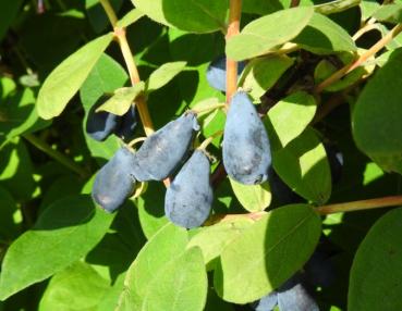 Lonicera caerulea var. kamtschatica Wojtek