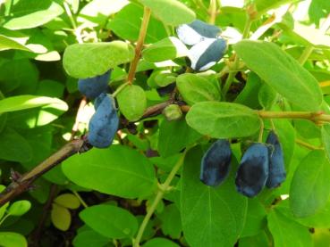 Lonicera caerulea var. kamtschatica Wojtek