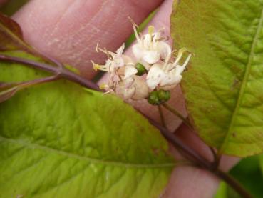 Lonicera nigra - Schwarze Heckenkirsche