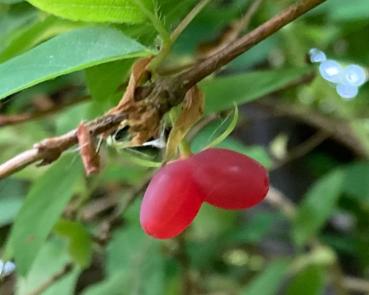 Früchte von Lonicera purpursii