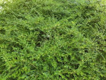 Böschungsmyrthe als Bodendecker