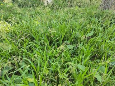 Flächige Pflanzung der Wald-Simse