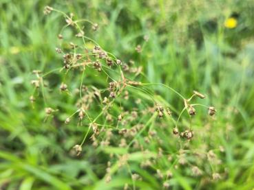 Blühende Wald-Simse