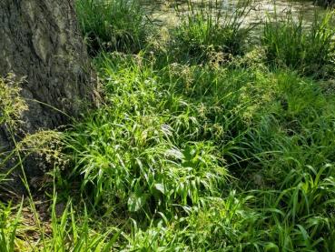 Die Wald-Simse wächst im Schatten.