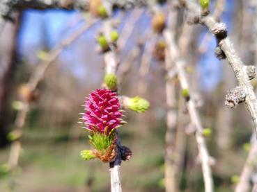 Europäische Lärche mit weiblicher Blüte