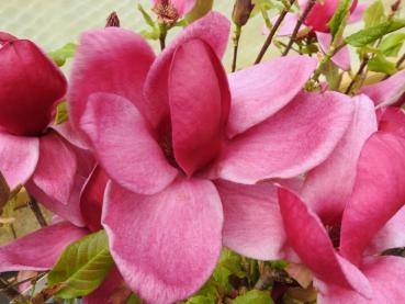Magnolia Genie - Tulpenmagnolie Genie