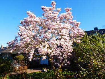 Voll erblühte Tulpenmagnolie im April