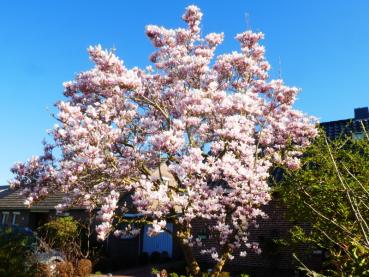 Blühende Magnolia soulangiana