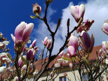 Magnolienblüte im April