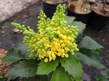 Mahonie Apollo, Zwergmahonie - Mahonia aquifolium Apollo