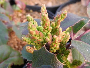 Mahonia aquifolium Apollo