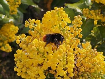 Mahonia aquifolium Smaragd, Mahonia Smaragd