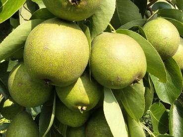 Nashi-Birne Maiks Saftige mit reichem Fruchtbehang