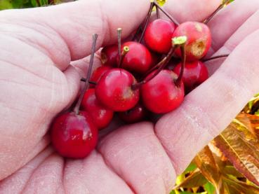 Zierapfel Dark Rosaleen - Malus Dark Rosaleen