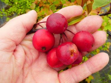 Malus Nicoline - Zierapfel Nicoline