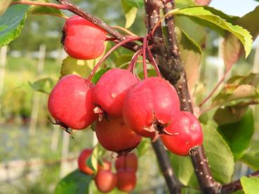 Rote Äpfelchen des Zierapfels Rudolph